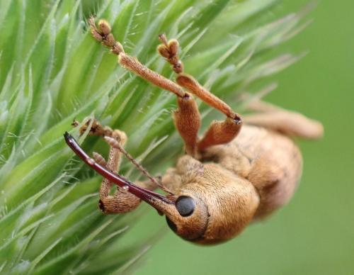 Curculio venosus